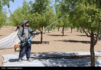 برداشت عناب در بیرجند به روایت تصویر