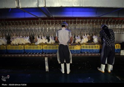 تور رسانه ای اداره کل دامپزشکی استان همدان