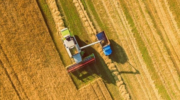نرخ گندم صنفوصنعت امسال به قیمت واقعی نزدیک شد 2