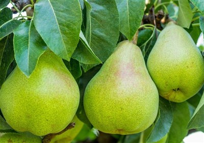 پرتودهي،كشاورزي،افزايش،پرتو،ميوه،فناوري،اندازه،بهبود،ايجاد،i ...