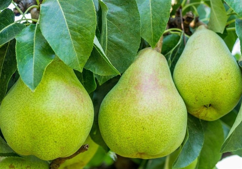 هسته‌ای در کشاورزی 31 | تولید میوه‌های درشت، با پرتودهی هسته‌ای