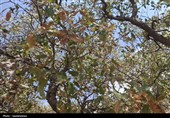 جنگل‌های بلوط کهگیلویه و بویراحمد در آستانه نابودی؛ 100 میلیارد تومان اعتبار برای نجات ریه‌های سبز زاگرس+تصویر
