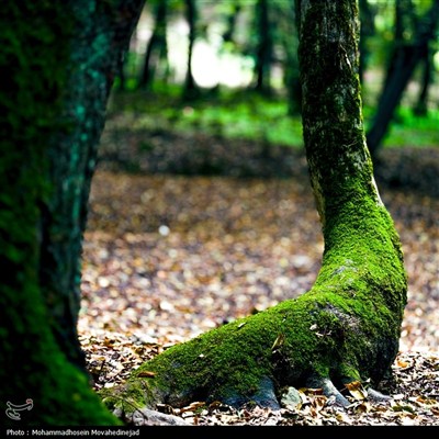جنگل جوارم- عکس تلفن همراه تسنیم