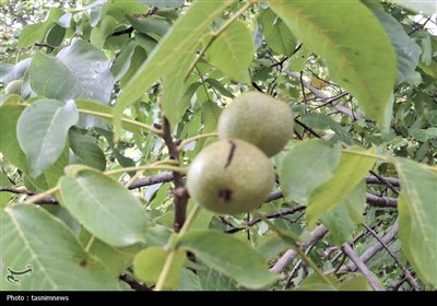 طلای سبز در کهگیلویه و بویراحمد- عکس صفحه استان تسنیم