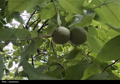 طلای سبز در کهگیلویه و بویراحمد