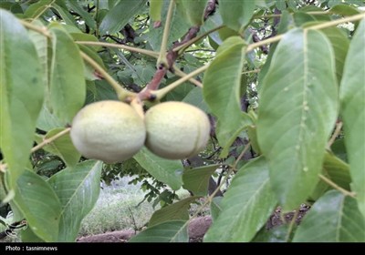 طلای سبز در کهگیلویه و بویراحمد