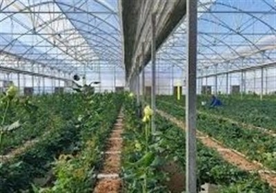 محصولات،توليد،بادمجان،لطفي،متنوع،شهرك،هكتار،اشتغال