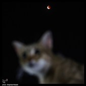 Blood Moon Mesmerizes Tehran Sky During Lunar Eclipse