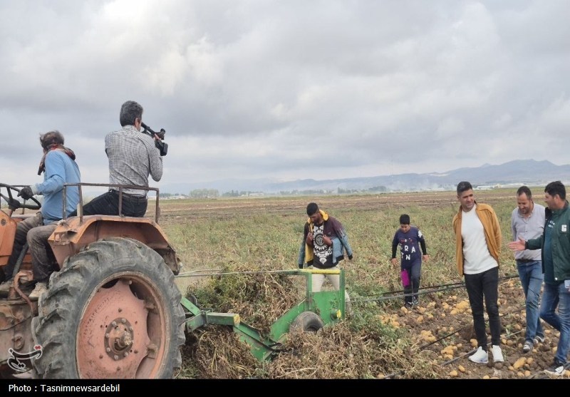 گلایه سیب زمینی کاران اردبیل از قیمت پایین و کمبود صادرات سیب زمینی
