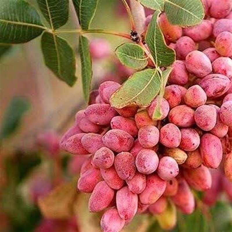 پسته،هكتار،شهرستان،كشاورزي،بردسكن