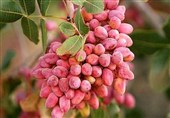 برداشت 6 هزار و 500 تن پسته خشک از 14 هزار هکتار باغات بردسکن