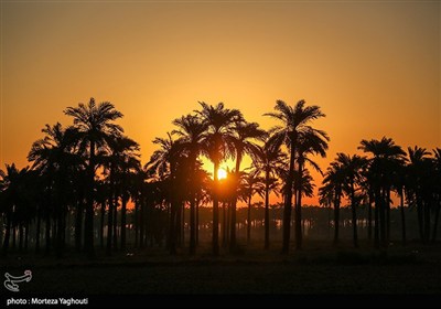 برداشت خرما از نخلستان های غزاویه