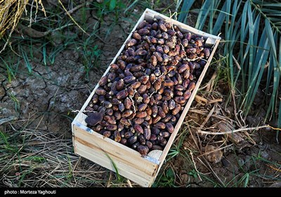 برداشت خرما از نخلستان های غزاویه