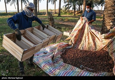 برداشت خرما از نخلستان های غزاویه