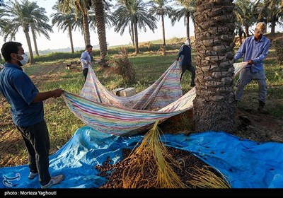 برداشت خرما از نخلستان های غزاویه