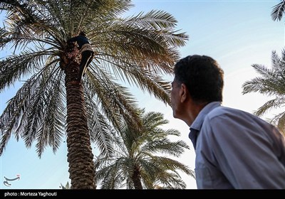 برداشت خرما از نخلستان های غزاویه