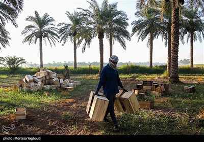 برداشت خرما از نخلستان های غزاویه
