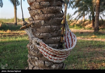 برداشت خرما از نخلستان های غزاویه