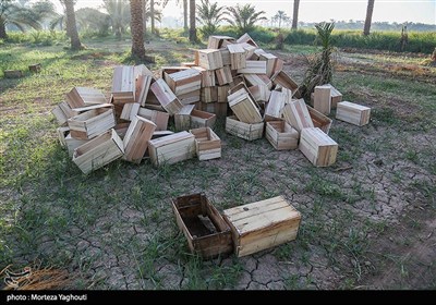 برداشت خرما از نخلستان های غزاویه