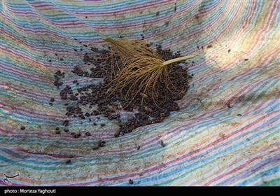 برداشت خرما از نخلستان های غزاویه