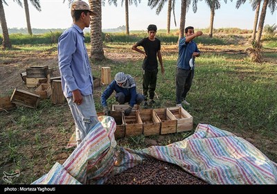 برداشت خرما از نخلستان های غزاویه