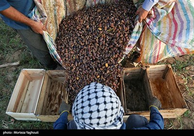 برداشت خرما از نخلستان های غزاویه