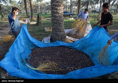 برداشت خرما از نخلستان های غزاویه