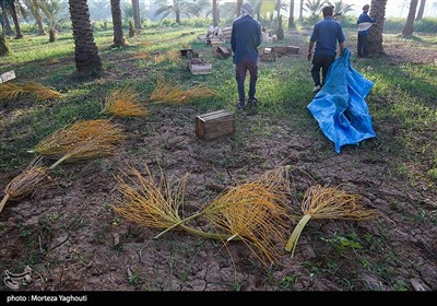برداشت خرما از نخلستان های غزاویه