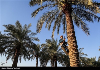 برداشت خرما از نخلستان های غزاویه