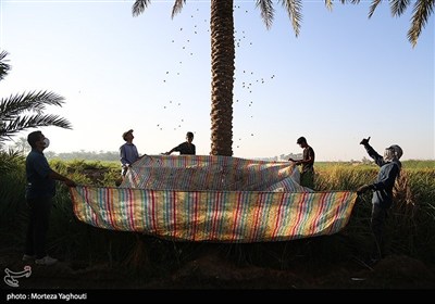 برداشت خرما از نخلستان های غزاویه