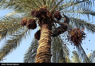 برداشت خرما از نخلستان های غزاویه