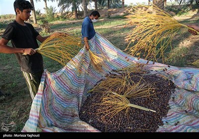 برداشت خرما از نخلستان های غزاویه