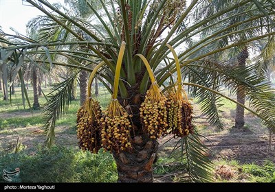 برداشت خرما از نخلستان های غزاویه