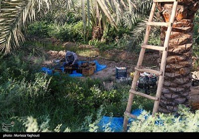 برداشت خرما از نخلستان های غزاویه