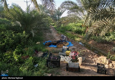برداشت خرما از نخلستان های غزاویه