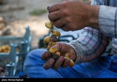 برداشت خرما از نخلستان های غزاویه