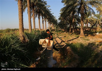 برداشت خرما از نخلستان های غزاویه