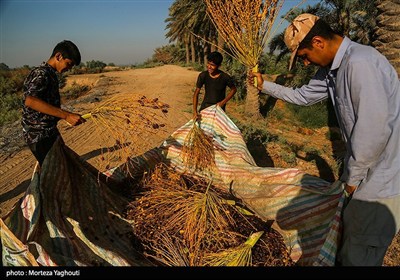 برداشت خرما از نخلستان های غزاویه