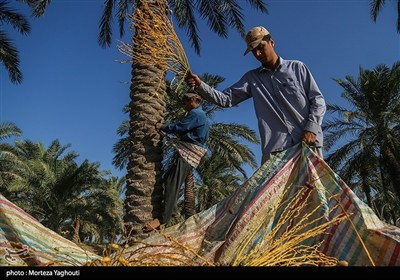 برداشت خرما از نخلستان های غزاویه