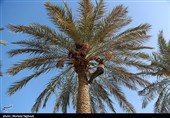 پیش‌بینی برداشت 6000 تن خرما در کرمانشاه