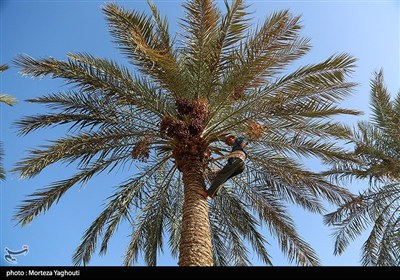 برداشت خرما از نخلستان های غزاویه