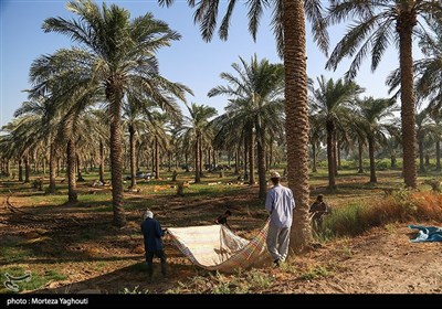 برداشت خرما از نخلستان های غزاویه