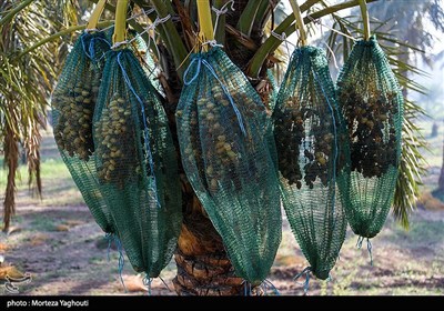 برداشت خرما از نخلستان های غزاویه
