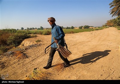 برداشت خرما از نخلستان های غزاویه