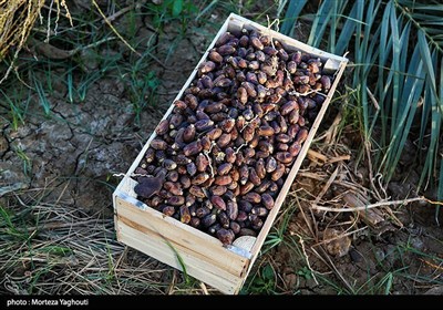 Сезон сбора фиников в Иране
