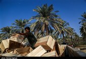 جنی التمور من بساتین نخیل "غزاویه"