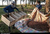 جنی التمور من بساتین نخیل "غزاویه"