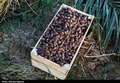جنی التمور من بساتین نخیل "غزاویه"