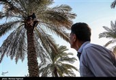 جنی التمور من بساتین نخیل "غزاویه"