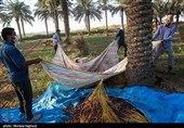 جنی التمور من بساتین نخیل "غزاویه"
